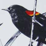 Red Wing Black Bird